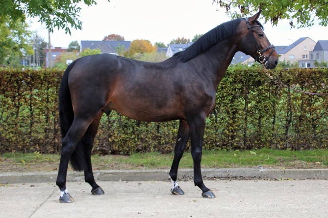 Pegasus v/h Maarlo